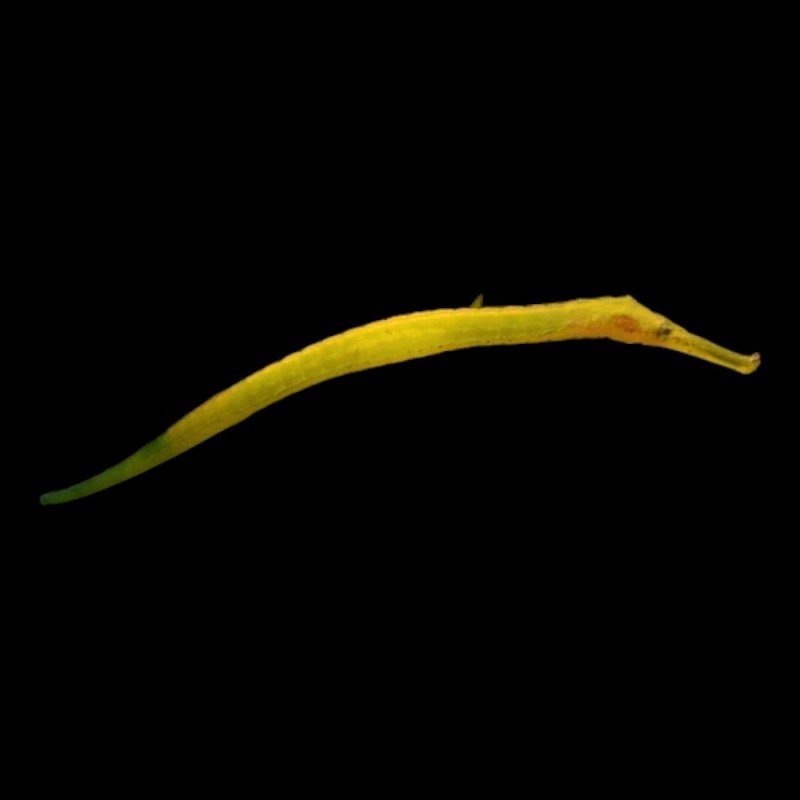 ウェア pipefish Snake Pipefish